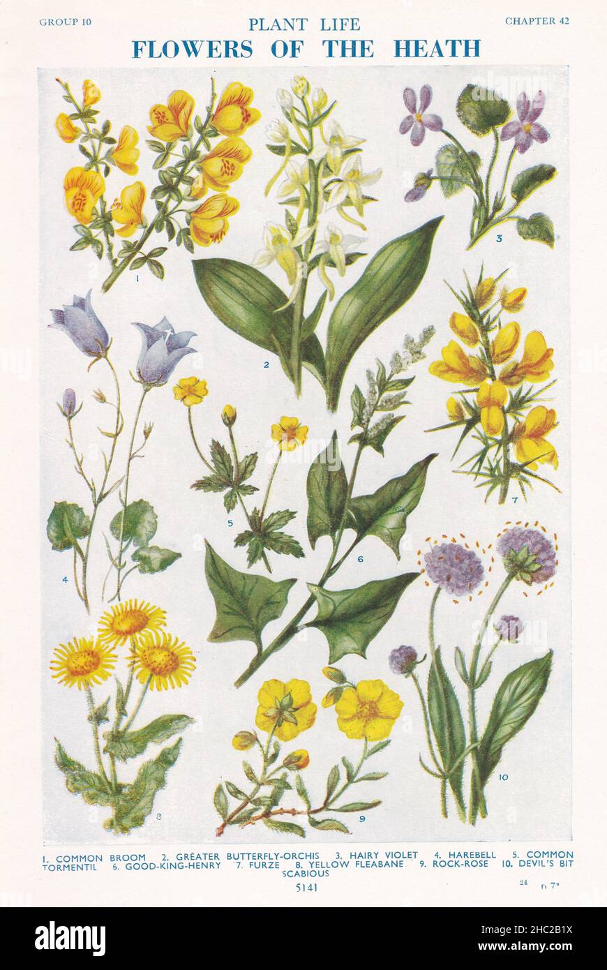 Vintage illustrations of Flowers of the Heath 1930s Stock Photo - Alamy