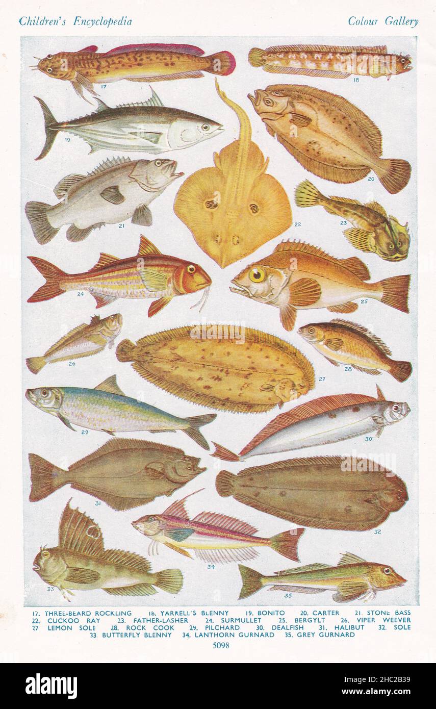 Vintage illustrations of Fishes of our British Seas 1930s. Stock Photo