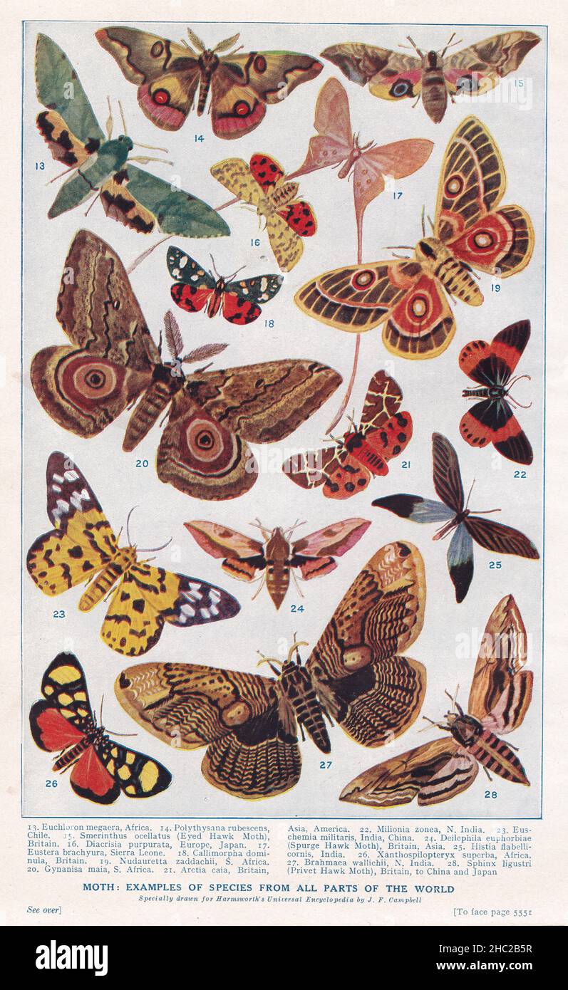 Vintage illustrations of Moths - Examples of species from all parts of the world 1930s. Stock Photo