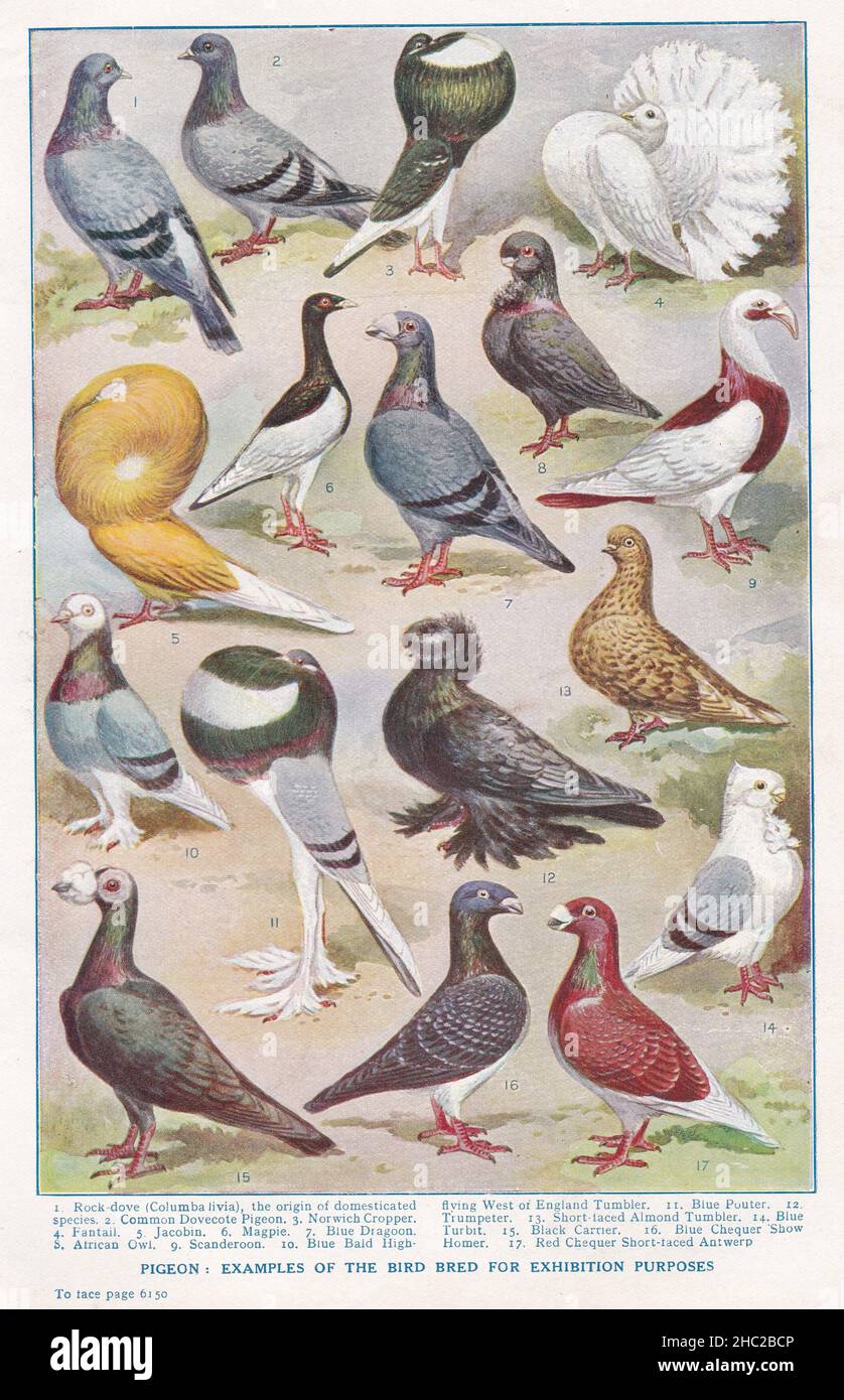 Vintage illustrations of Pigeons:  Examples of the bird bred for exhibition purposes 1930s. Stock Photo