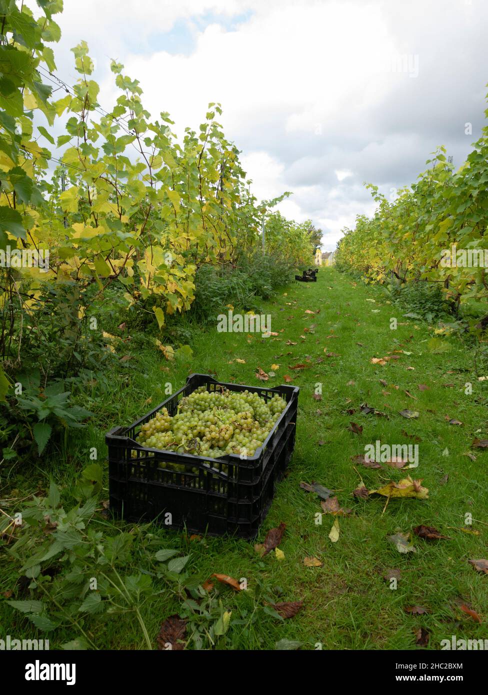 Crates of grapes during the grape harvest at Renishaw Hall Vineyard