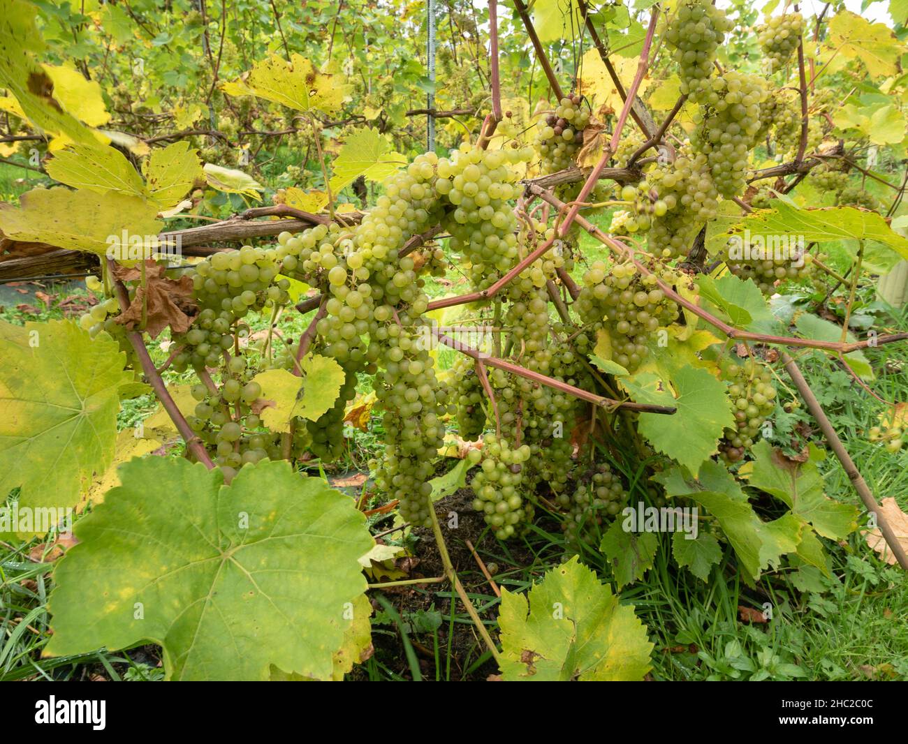 Grape vines, Renishaw Hall Vineyard, near Sheffield, England, UK Stock