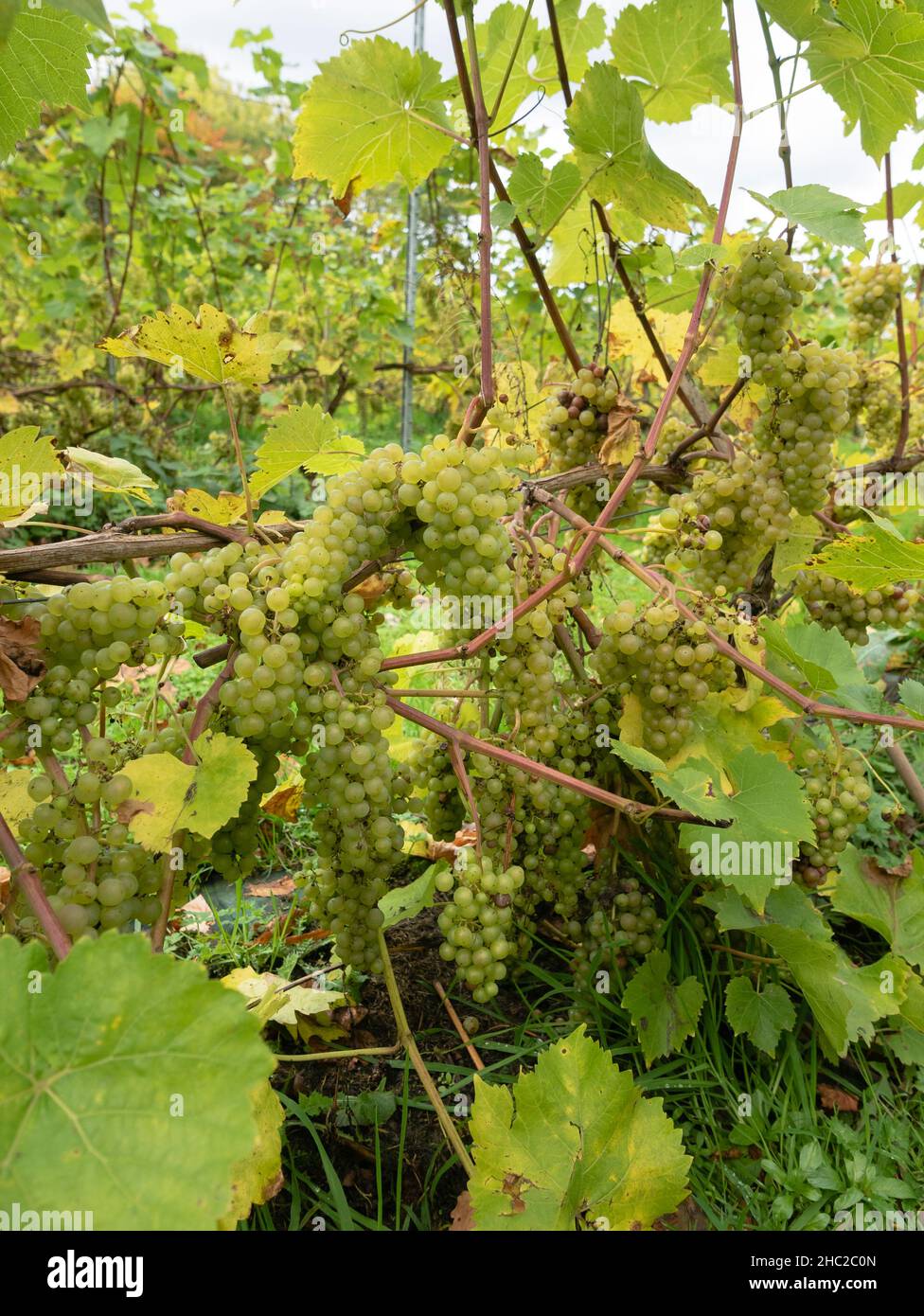 Grape vines, Renishaw Hall Vineyard, near Sheffield, England, UK Stock