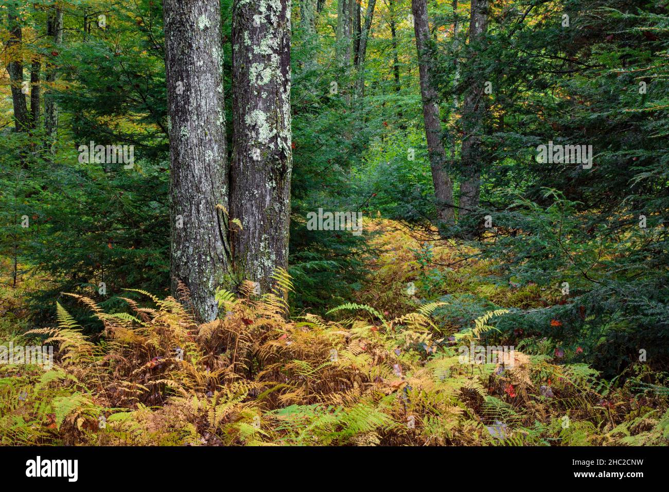An autumn forest in Pennsylvania's Delaware State Forest, Pocono Mountains Stock Photo