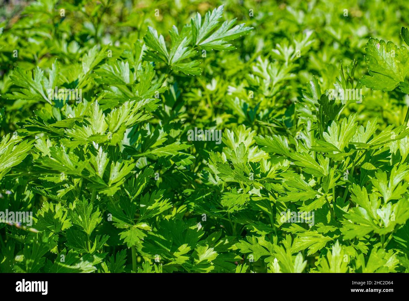 Parsley, or garden parsley (Petroselinum crispum). Fresh seasoning growth Stock Photo