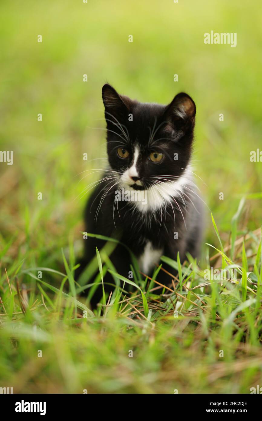 Black and white kitten sitting on the green grass Stock Photo - Alamy