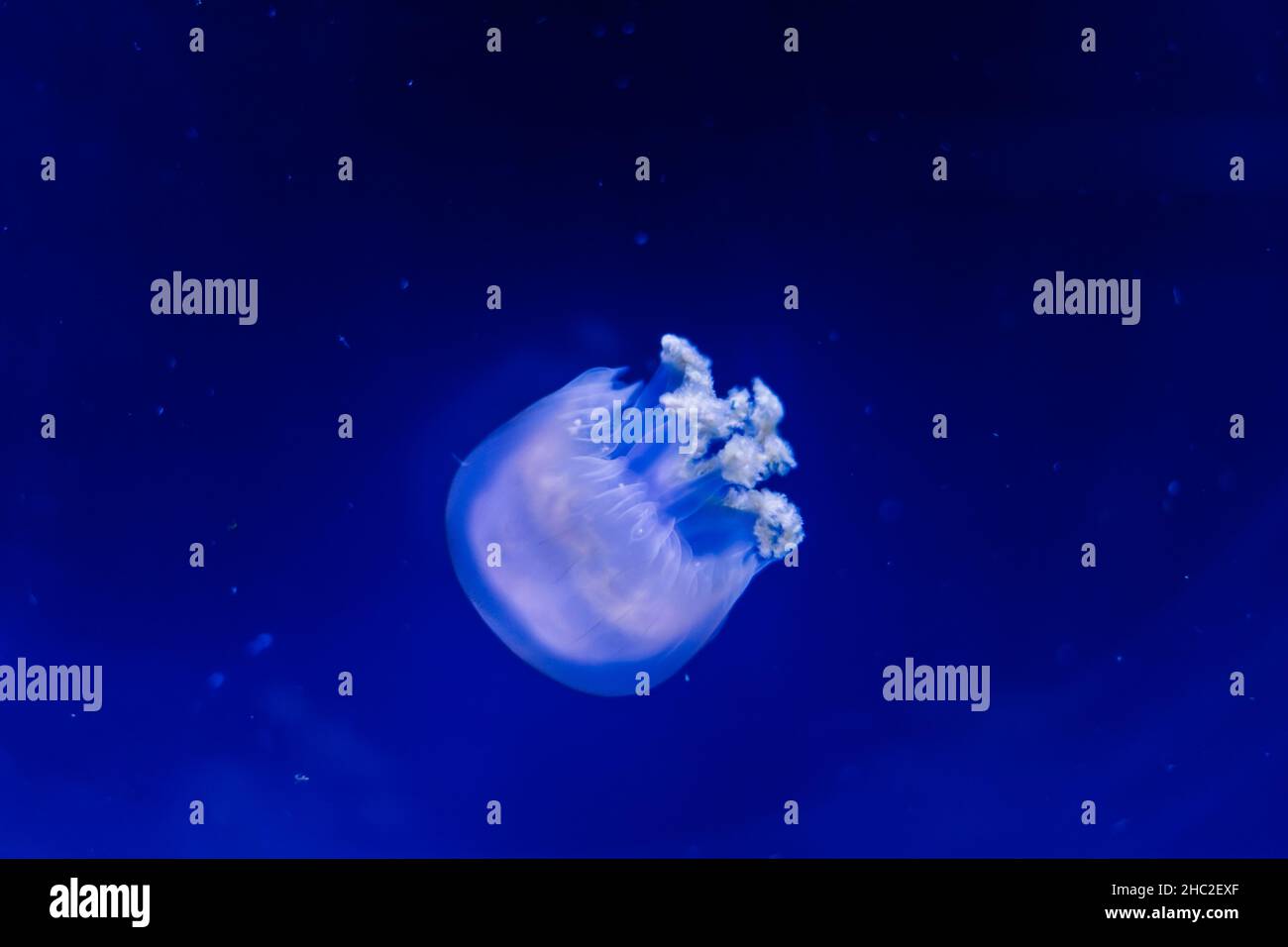 A group of light blue jellyfish swimming in water Stock Photo - Alamy