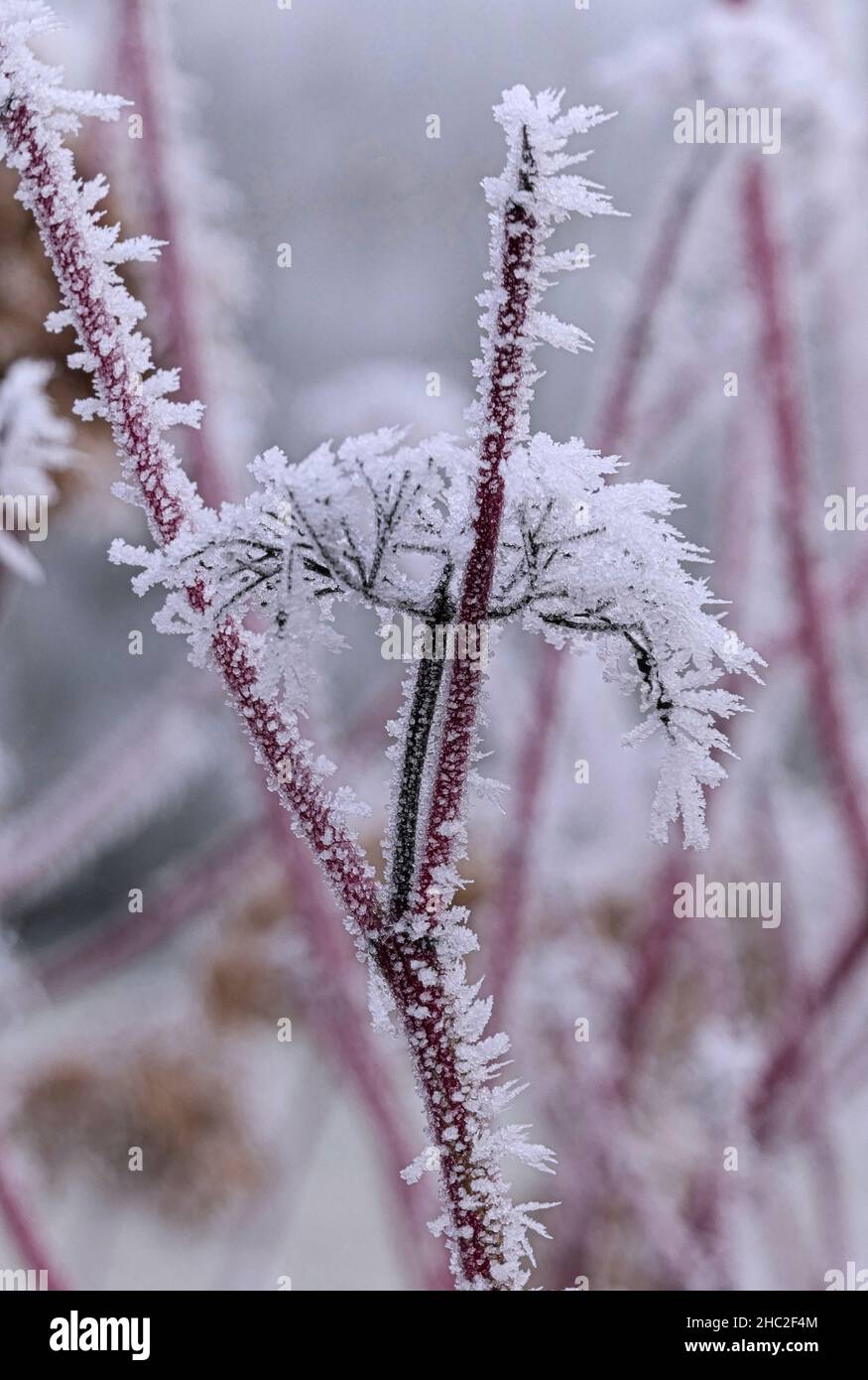 inflorescences and red branches covered with crystals of hoarfrost Stock Photo