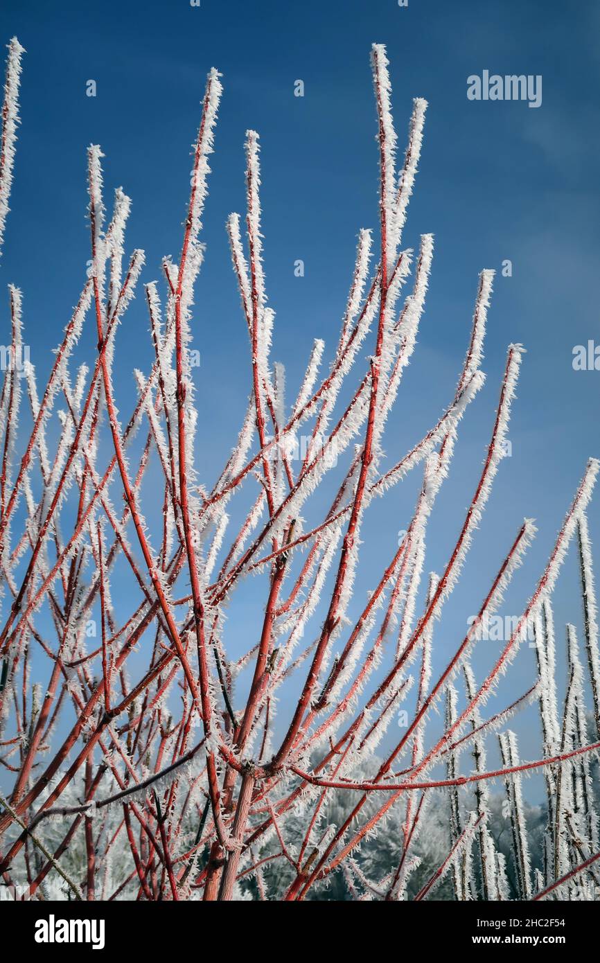 red branches covered over and over with crystals of hoarfrost against brilliant blue winter sky Stock Photo