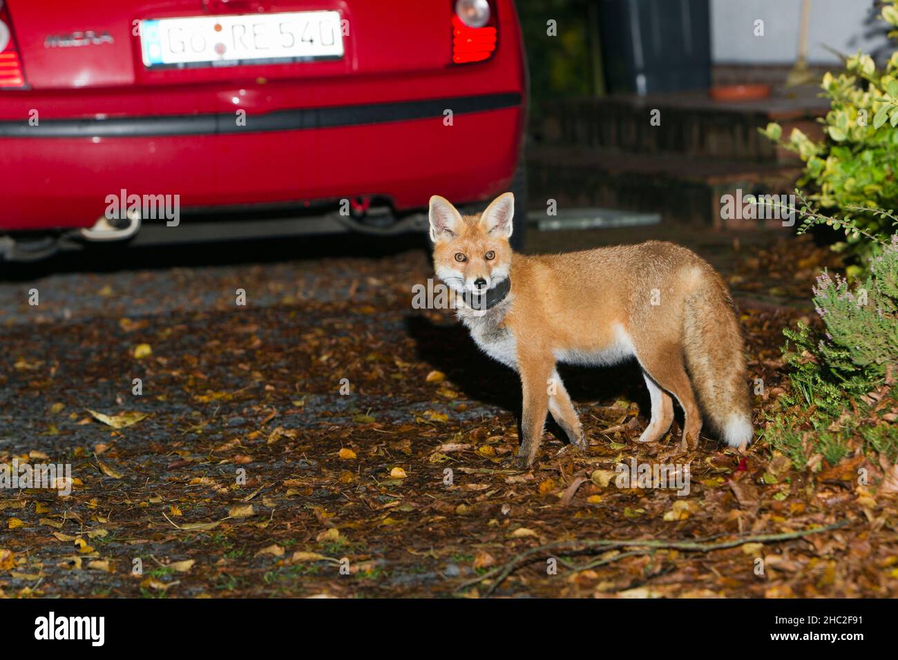 European Red Fox, (Vulpus vulpus), with plant pot around neck, standing on driveway of house premises, at night, Lower Saxony, Germany Stock Photo