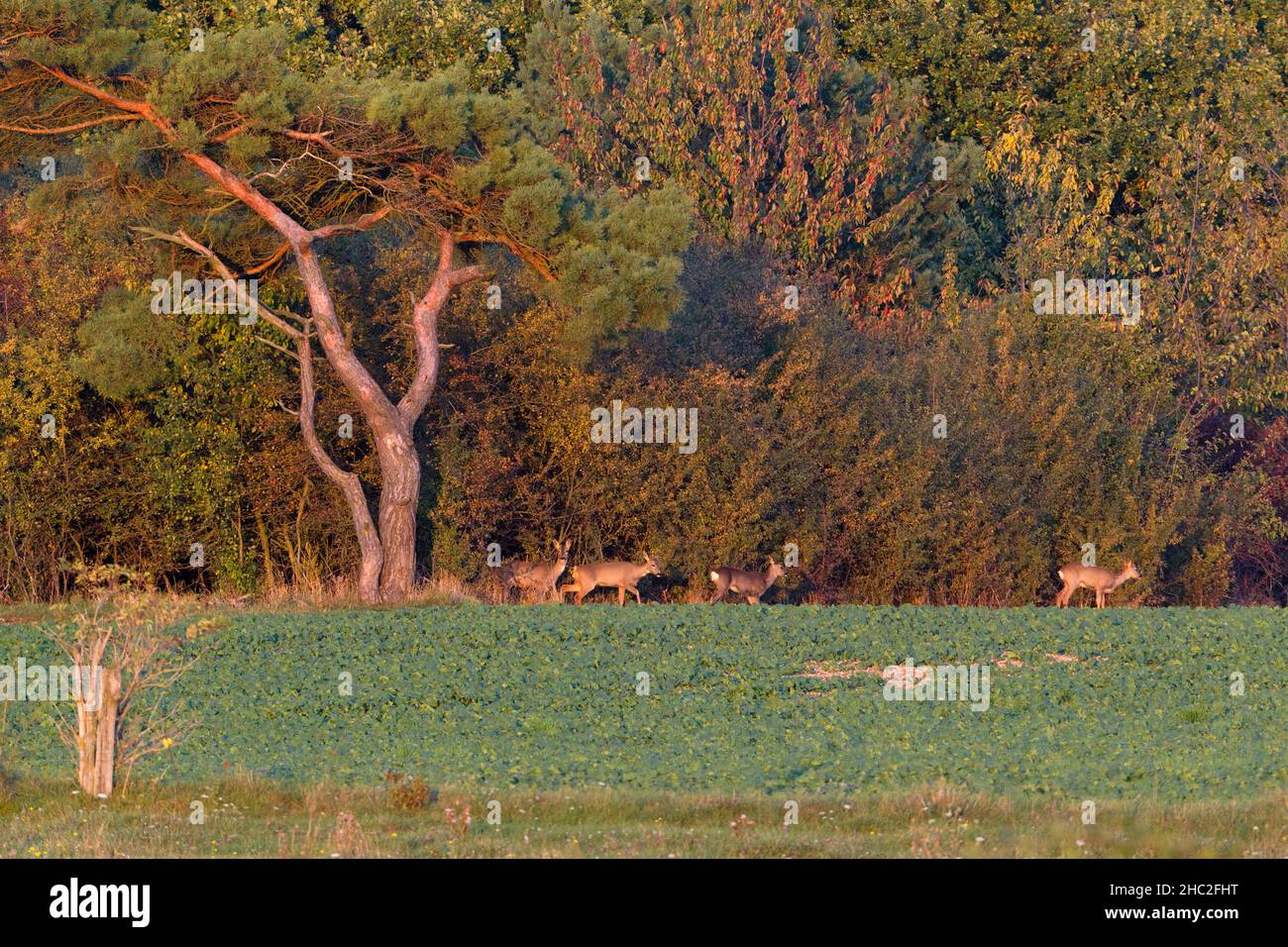 Roe deer, (Capreolus capreolus), emerging from wood, to feed on kale crop, Lower Saxony, Germany Stock Photo