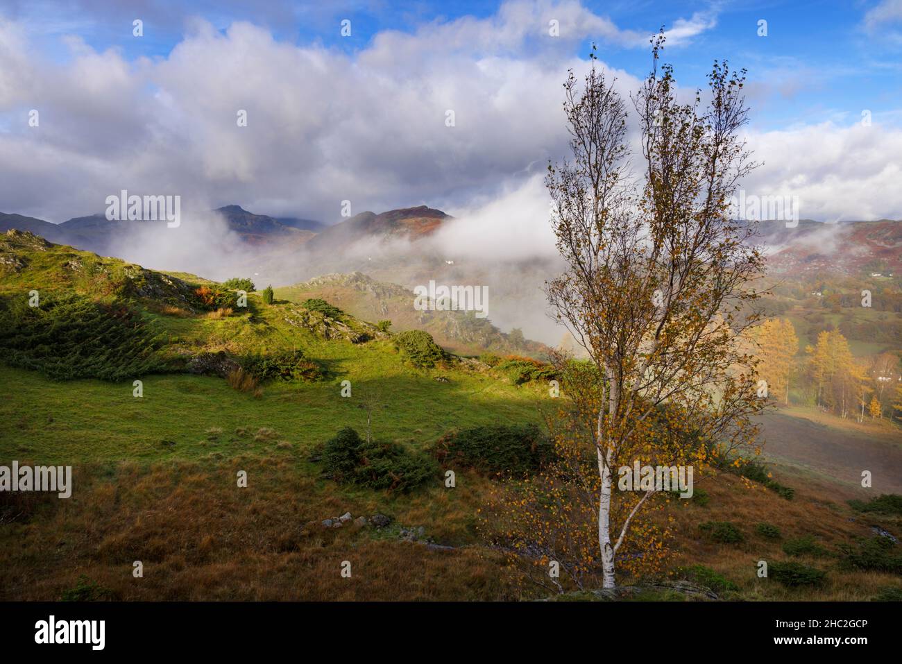 Silver Brich and morning mist near Skelwith Bridge. Stock Photo