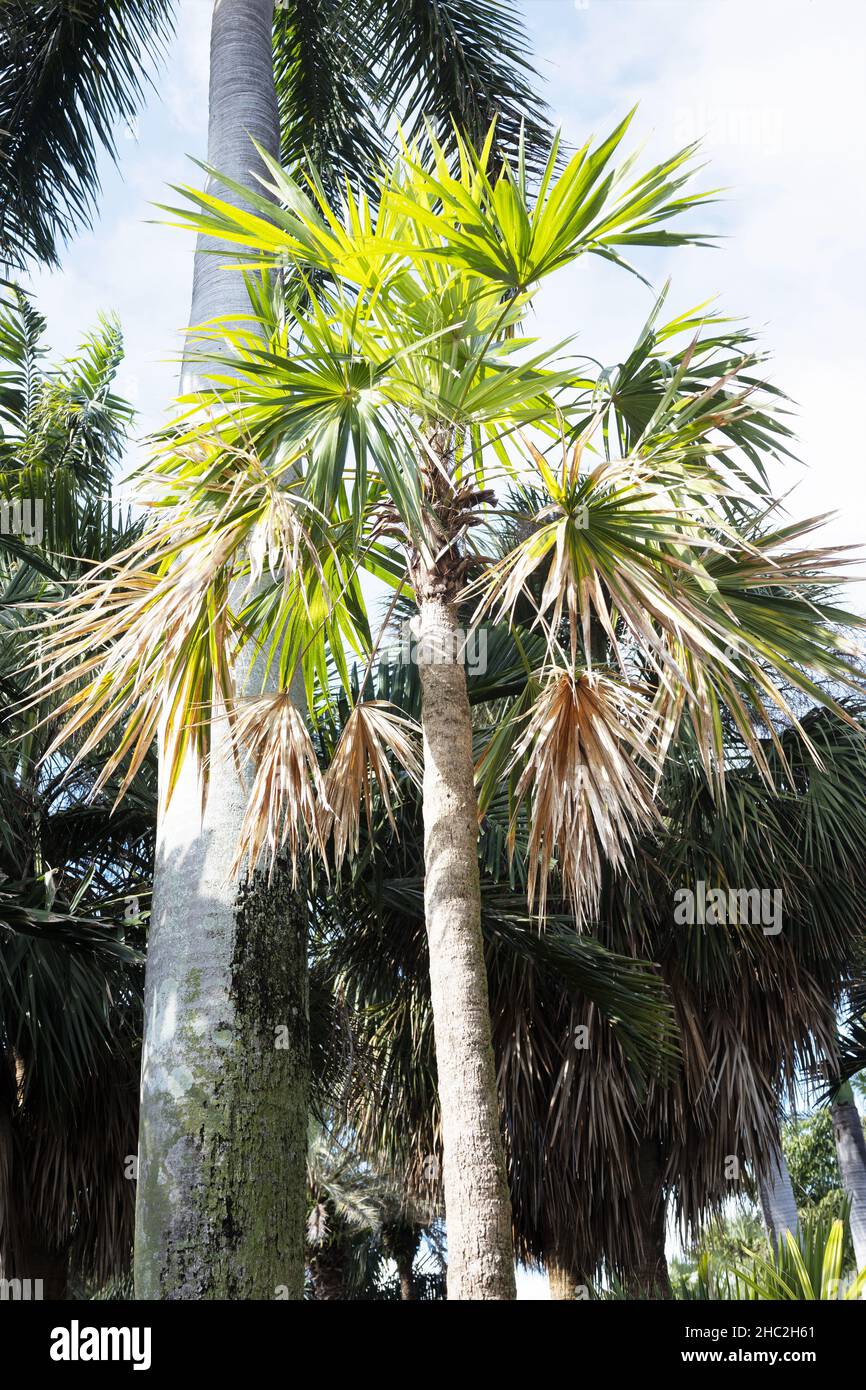 Leucothrinax morrisii - brittle thatch palm. Stock Photo