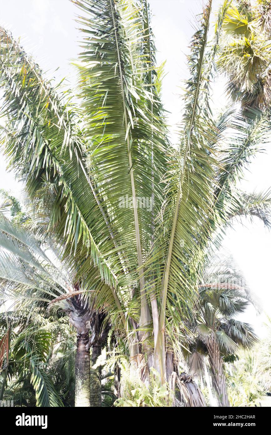 Attalea cohune palm. Stock Photo