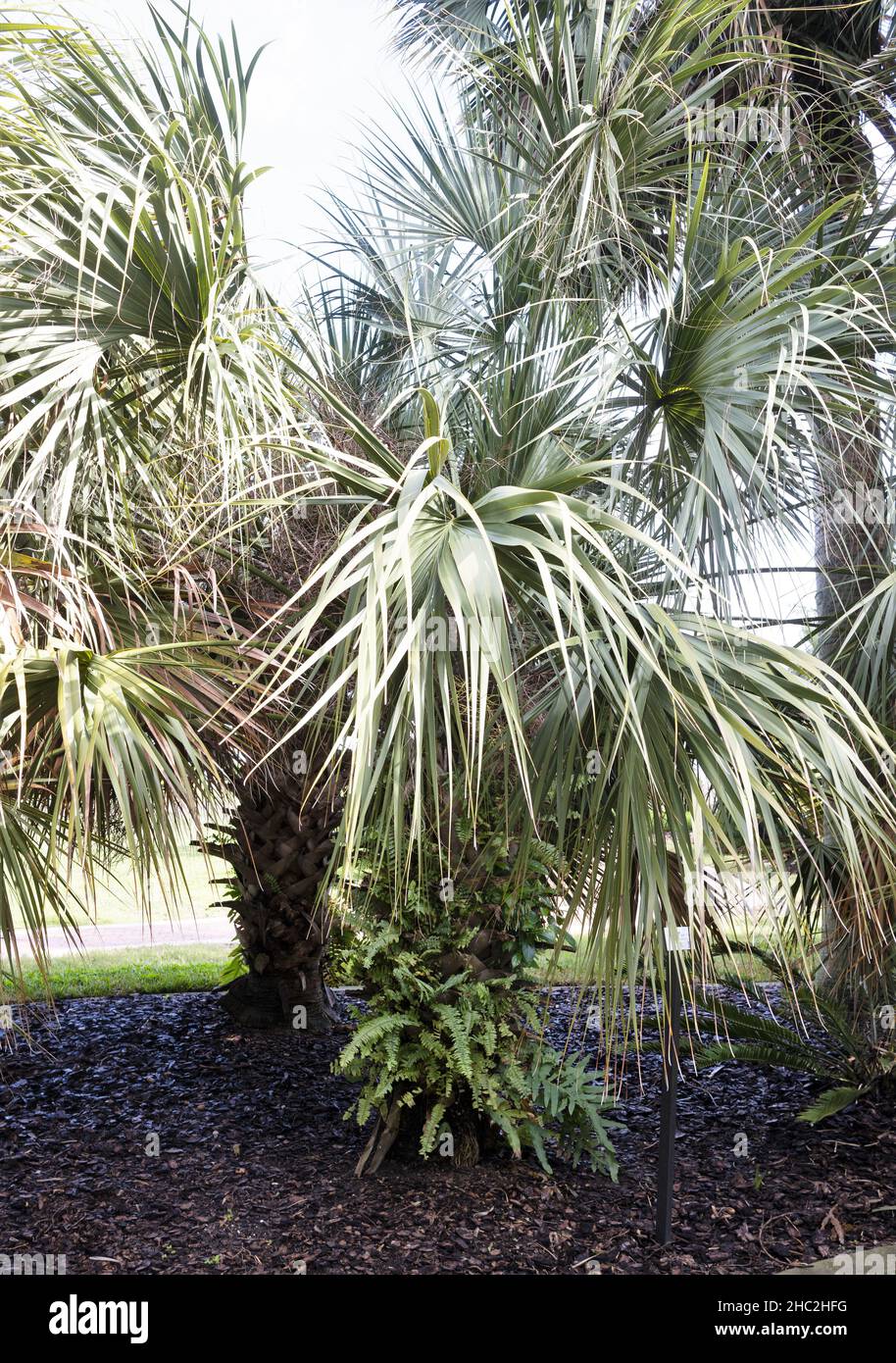 Sabal palmetto - cabbage palm. Stock Photo