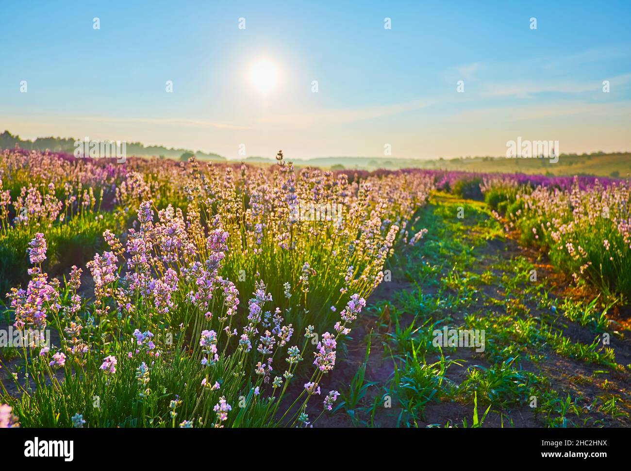 The low angle view of Nana Alba white lavender plants in the field Stock Photo