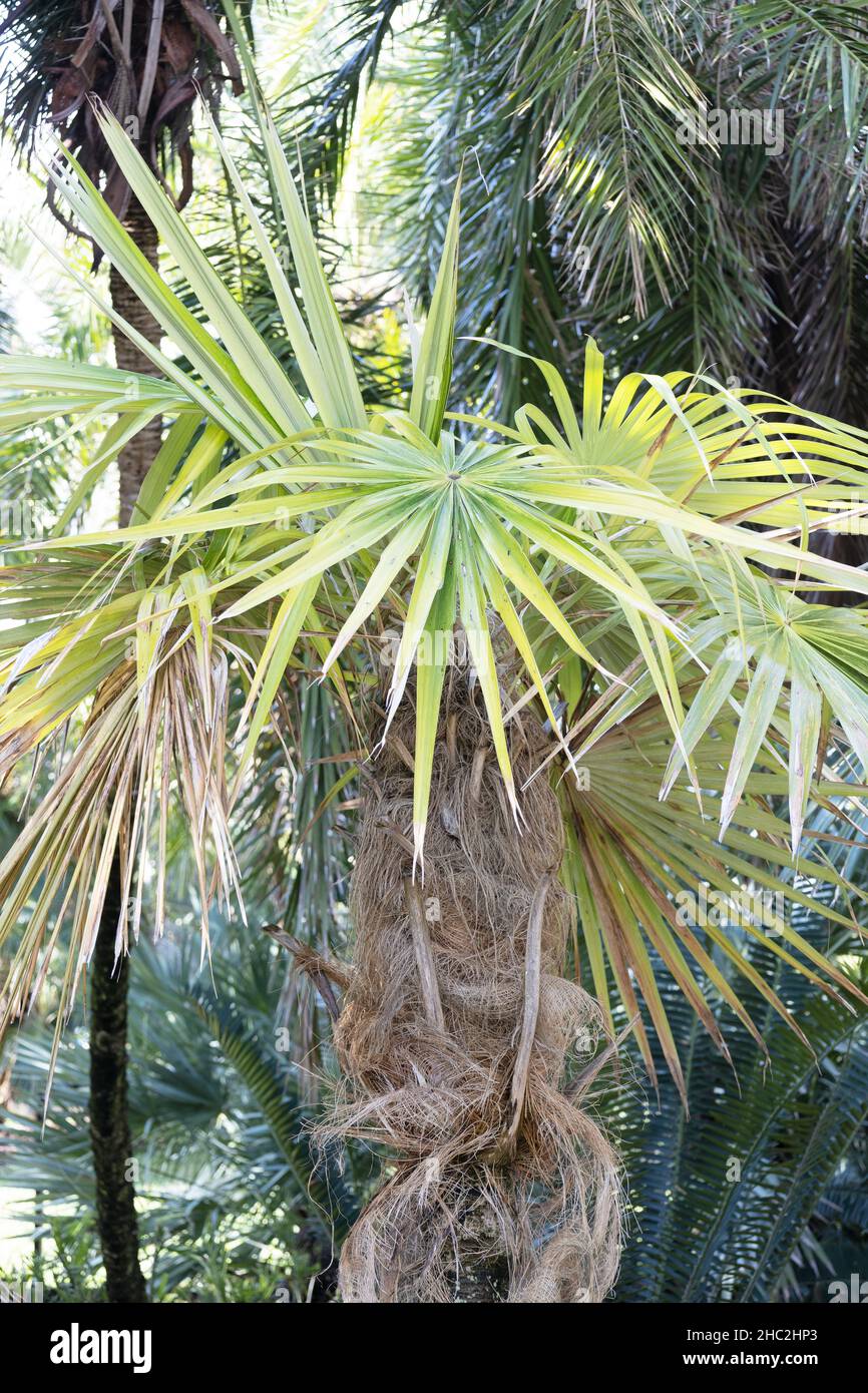 Coccothrinax crinita - old man palm. Stock Photo