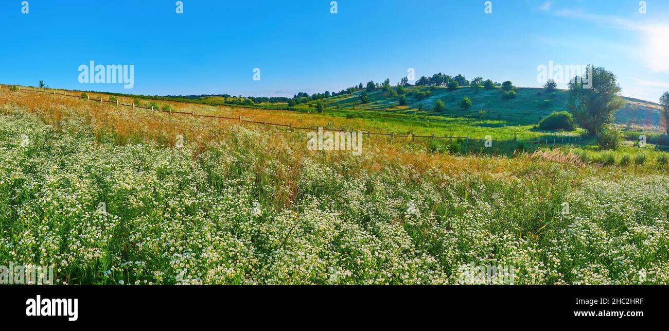 Chamomile flower field view hi-res stock photography and images - Alamy