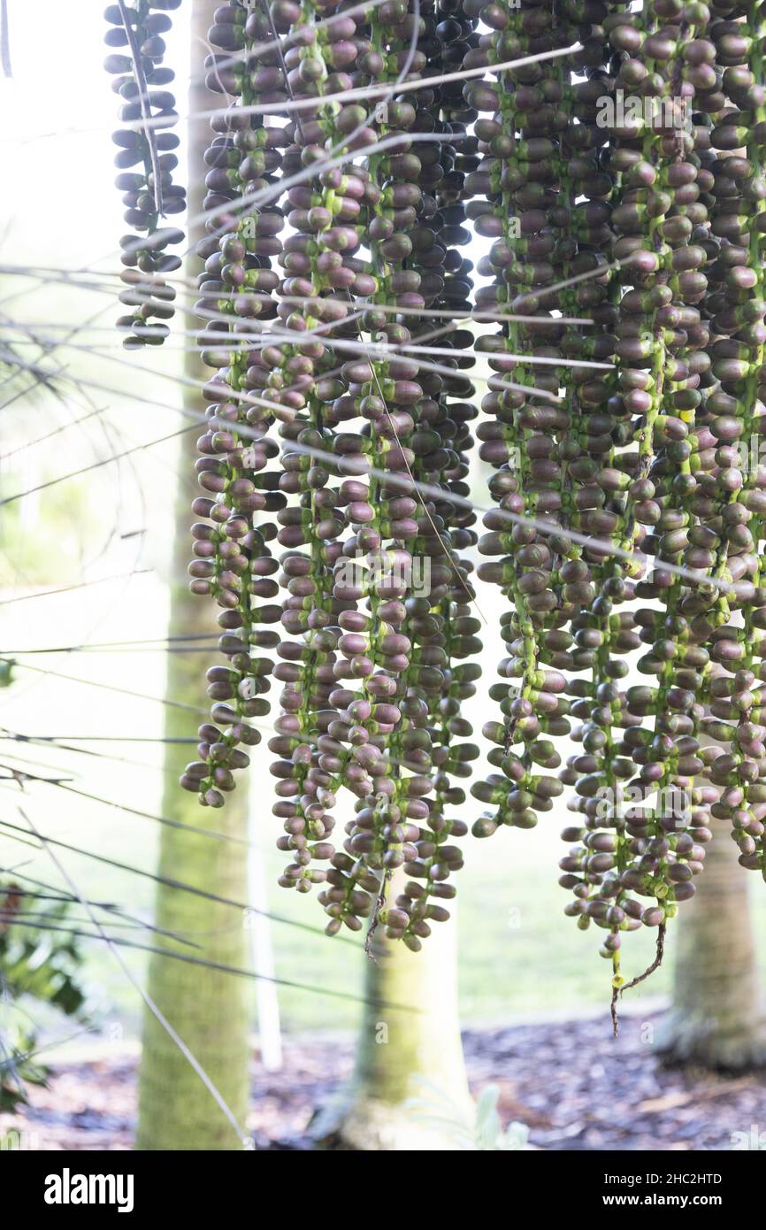 Fruit of the Arenga pinnata - sugar palm. Stock Photo