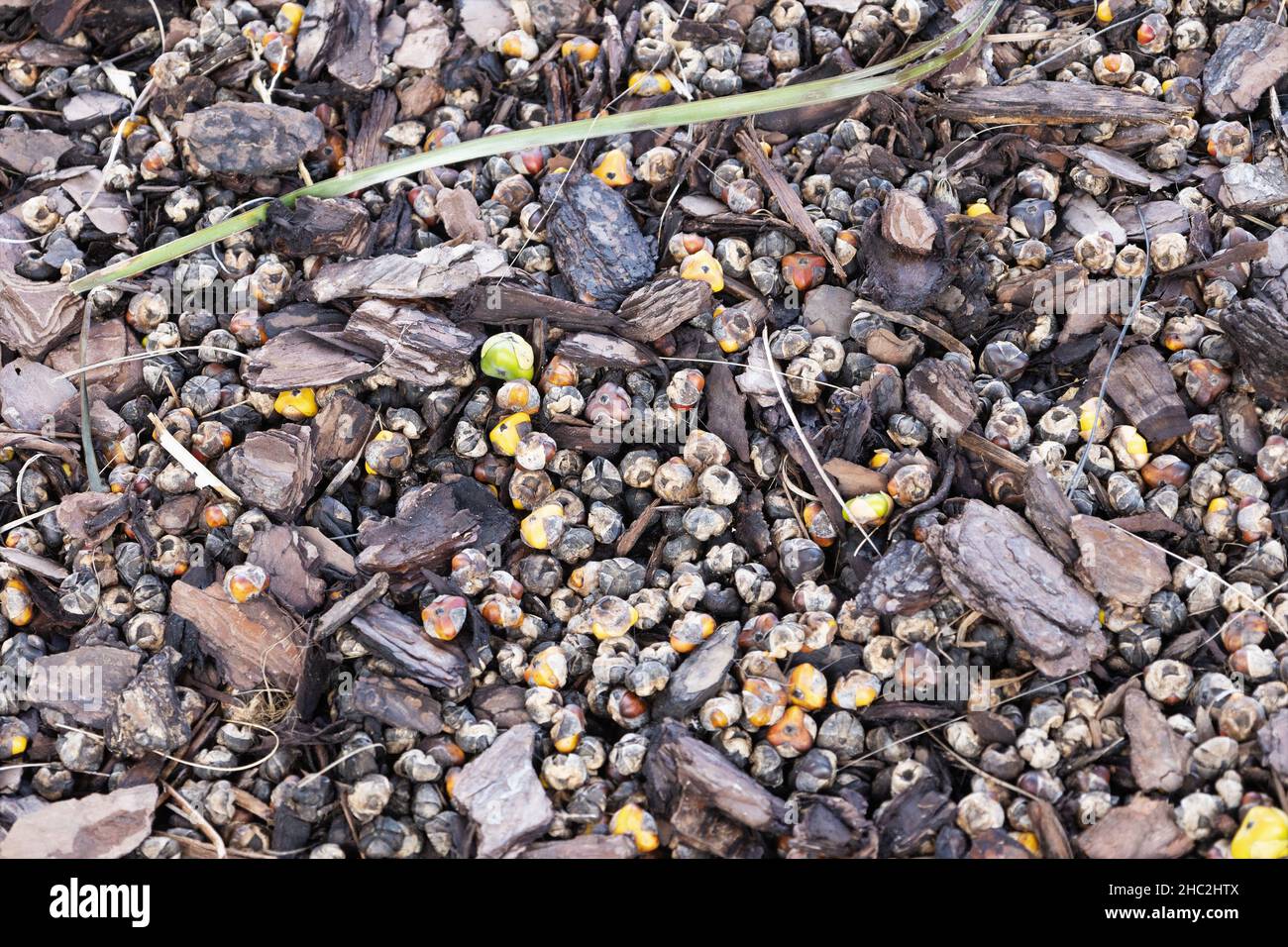 The ground below an Arenga pinnata sugar palm tree, covered with fruit of the tree. Stock Photo