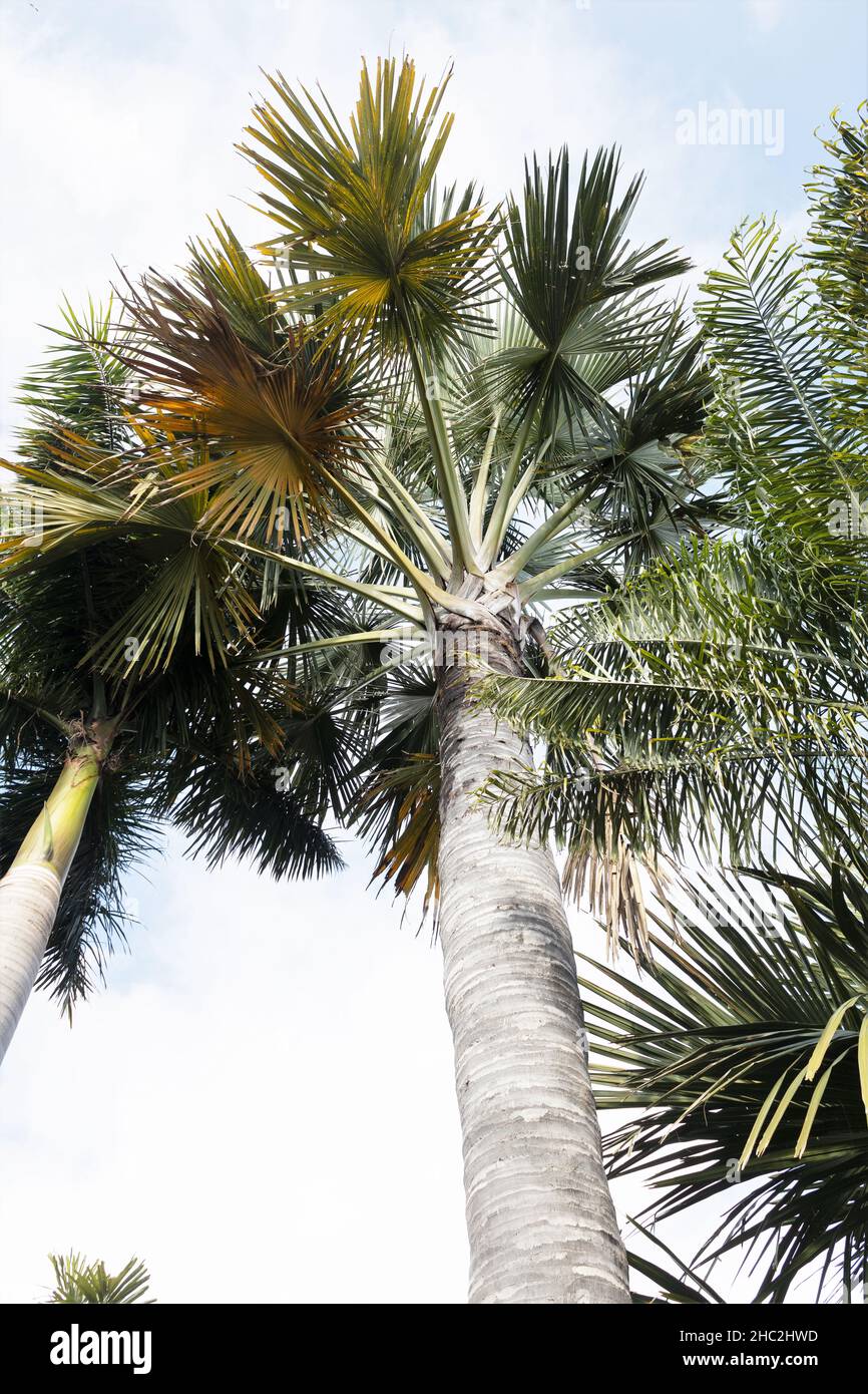 Corypha utan - the cabbage palm. Stock Photo