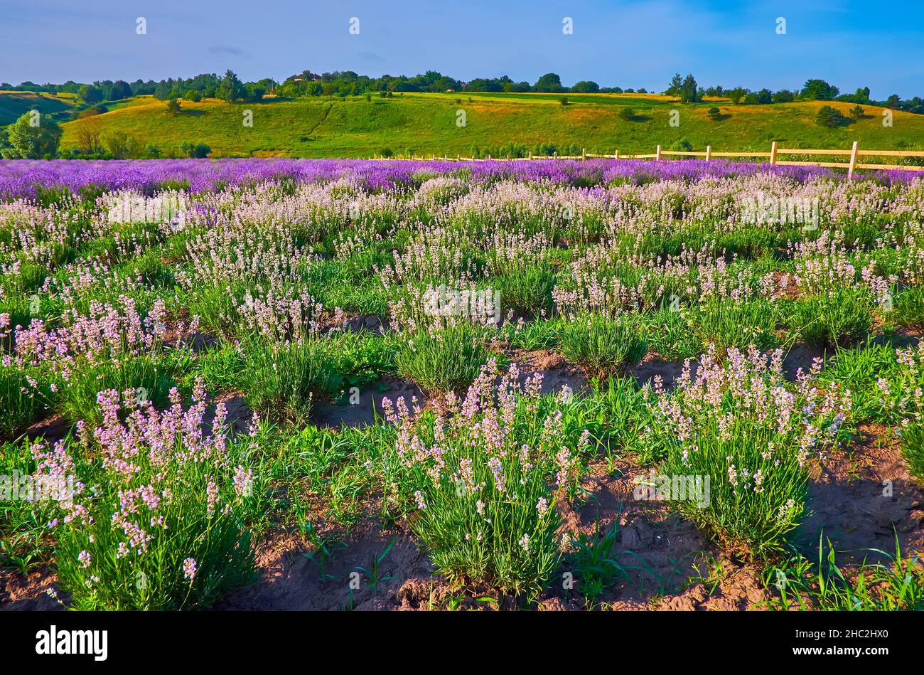The rows of blooming white Nana Alba lavender in the field with bright purple plants in the background Stock Photo