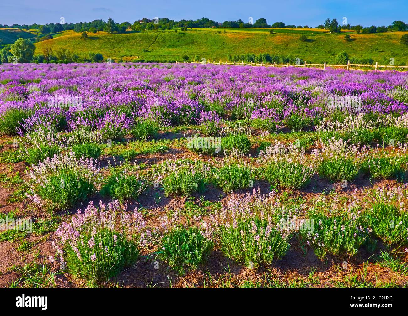 The natural beauty of colorful lavender field against the green hills Stock Photo