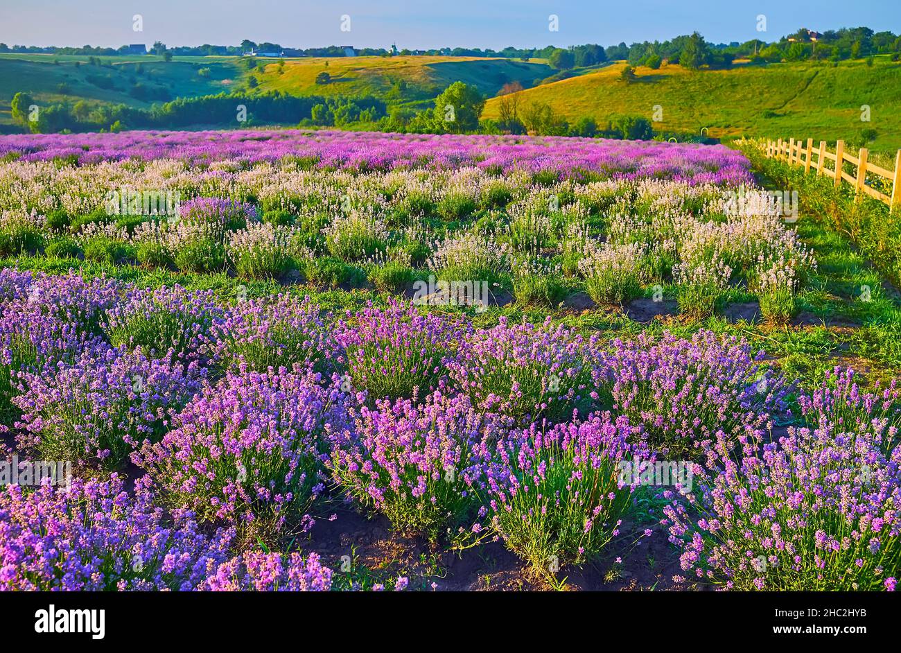 The carpet of blooming purple and white lavender shrubs in the field Stock Photo