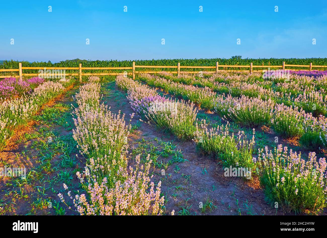 The rows of white blooming Nana Alba white lavender shrubs in the field Stock Photo