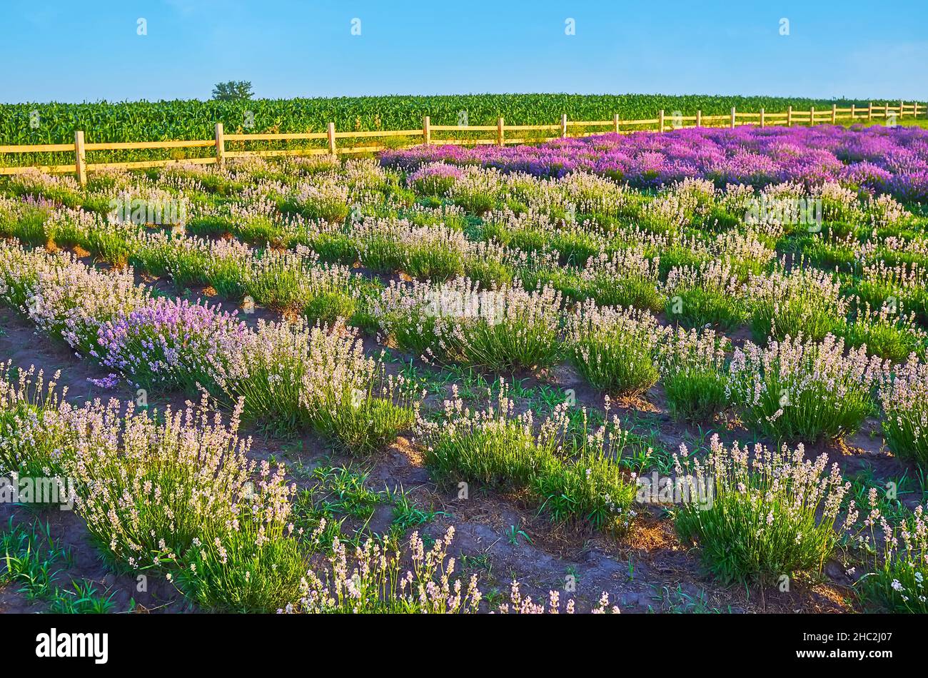 The white (Nana Alba) and violet lavender shrubs in blossom on the meadow Stock Photo