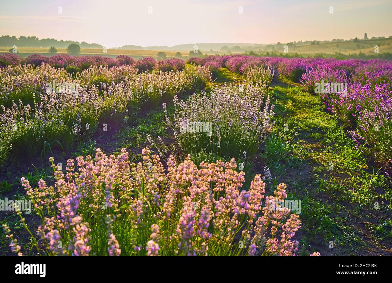 The blooming lavender field with white and purple plants in morning haze Stock Photo