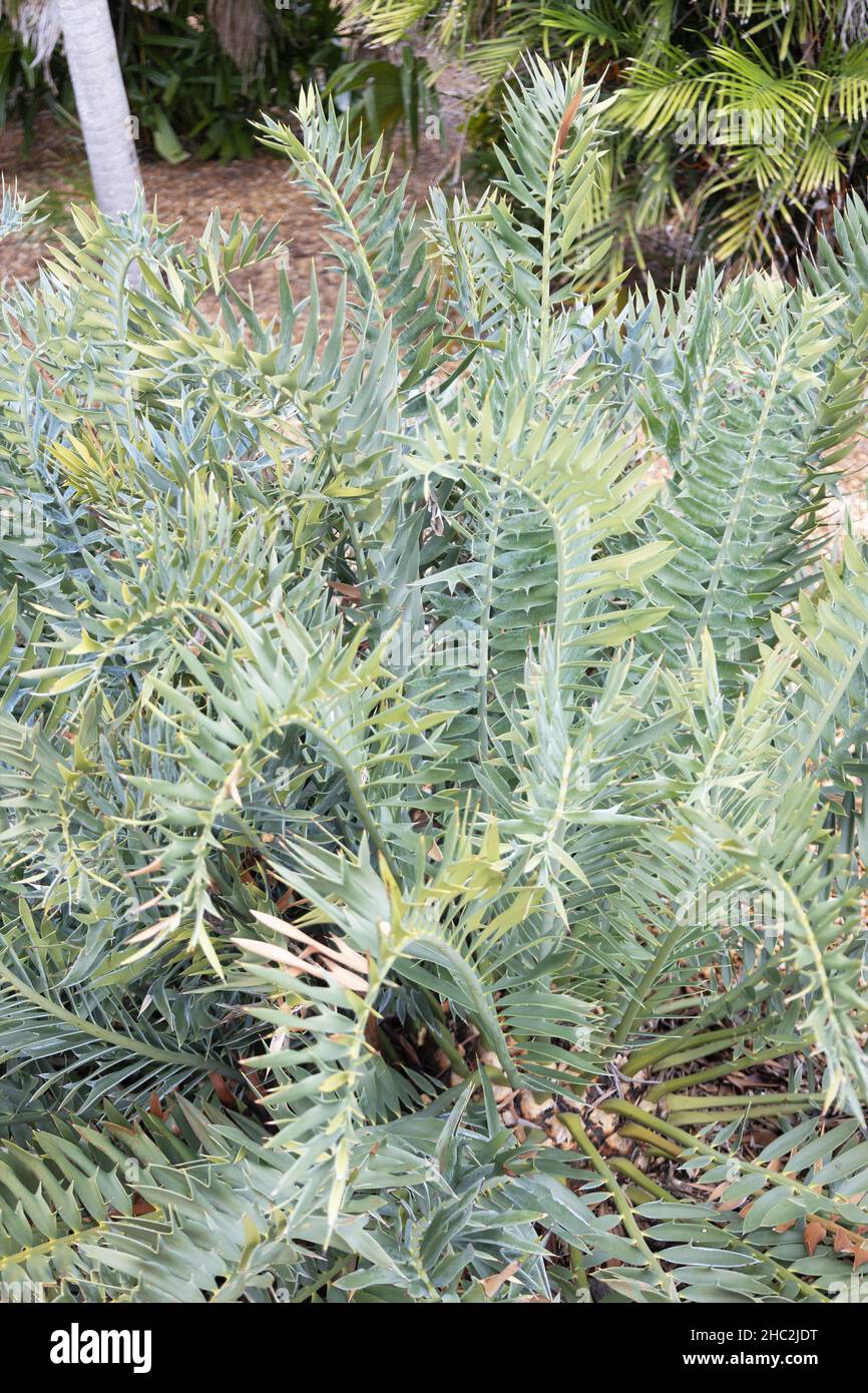 Encephalartos arenarius cycad. Stock Photo