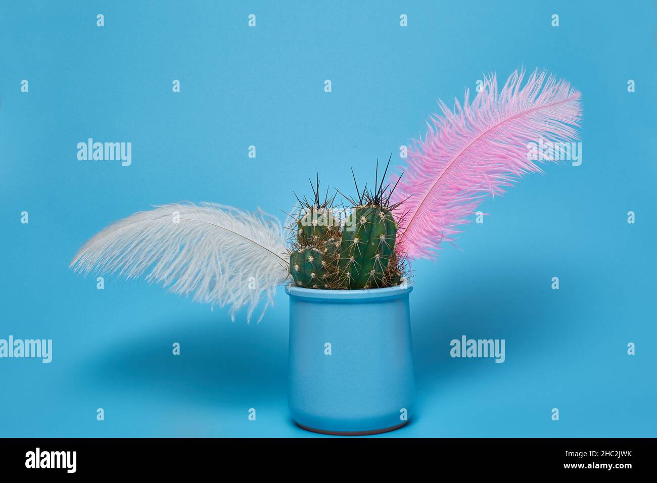 Green cactus and colored feathers in a blue pot on a blue background with a copy space Stock Photo