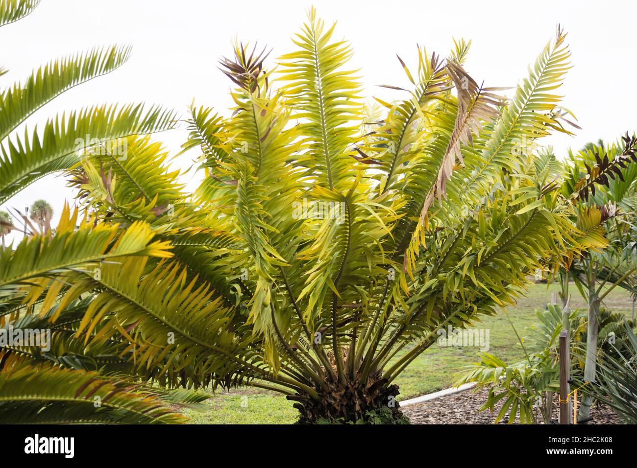 Encephalartos paucidentatus - a rare cycad. Stock Photo