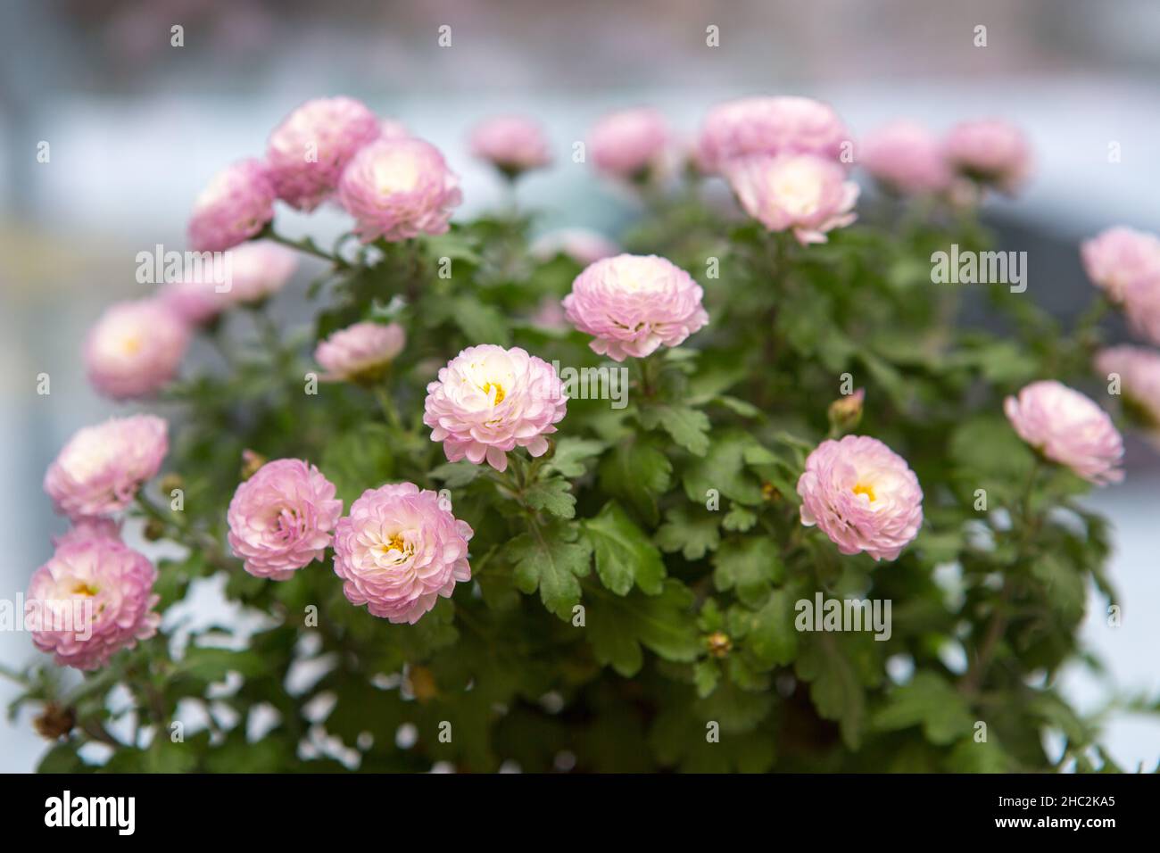 Pink Pot Mum Ping Pong Ju , a small, spherical chrysanthemum. Its flower language has the meaning of collection, good luck, and bring full of good Stock Photo