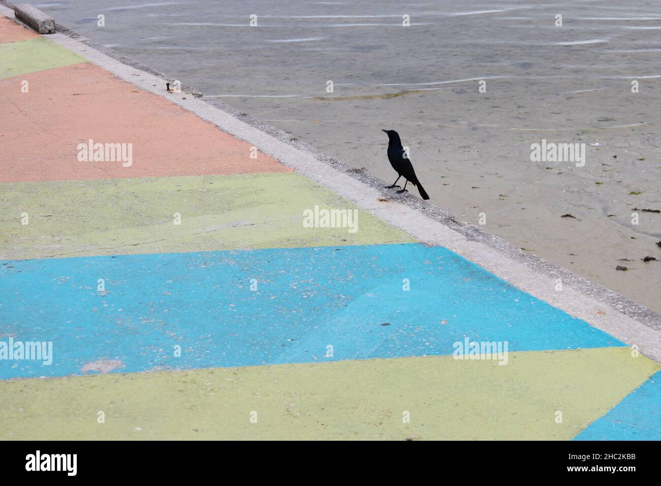 A black bird on a colorful painted walkway. Stock Photo