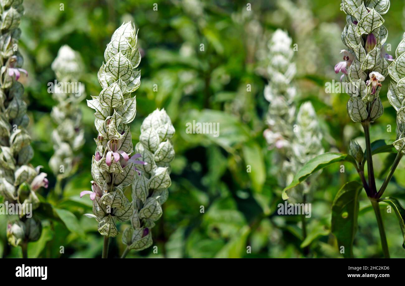 Squirrel's tail or paper plume flowers (Justicia betonica) Stock Photo