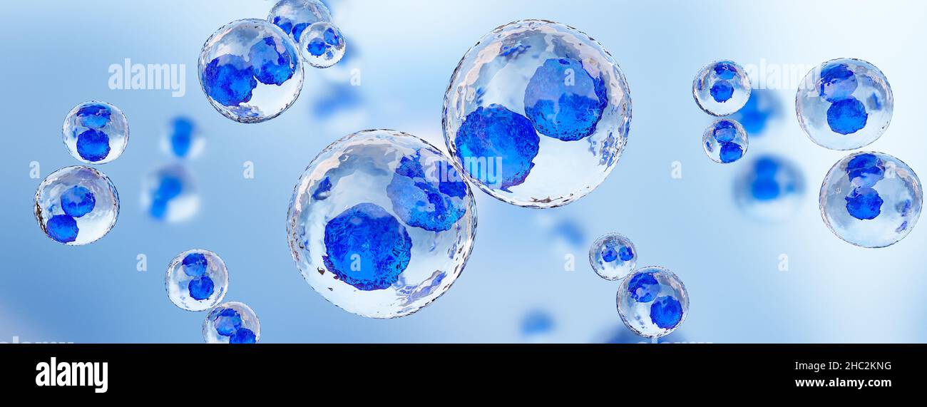 Mitotic division,fertilization, Blue color cuman cell ,Bleu stem cell. 3D render. Stock Photo