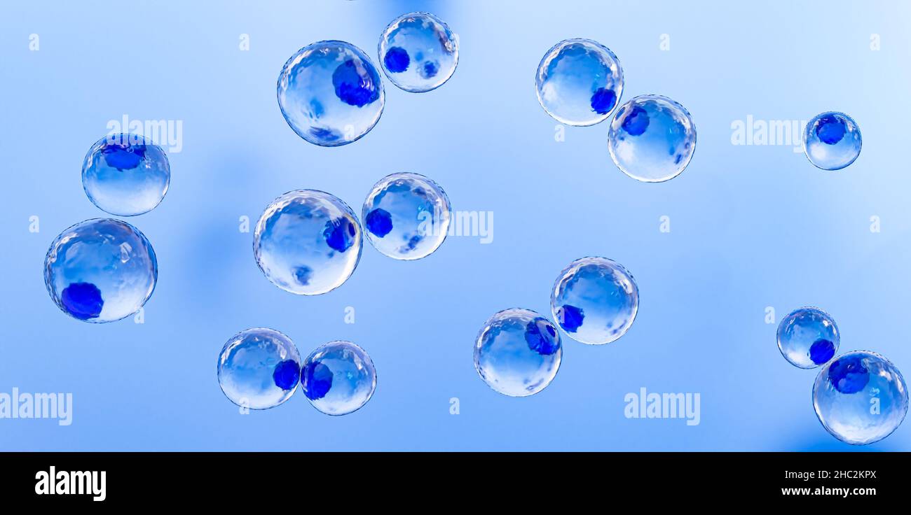 Mitotic division,fertilization, Blue color cuman cell ,Bleu stem cell. 3D render. Stock Photo