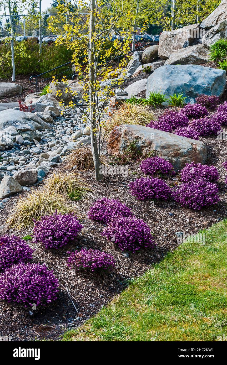 Landscaping at the Lewis Creek Visitor Center, Newcastle, Washington