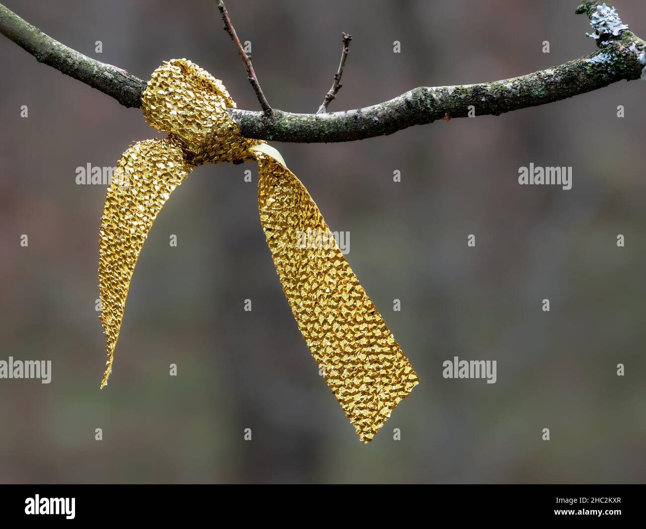 Golden ribbon bow tide to a tree branch in the countryside Stock Photo ...