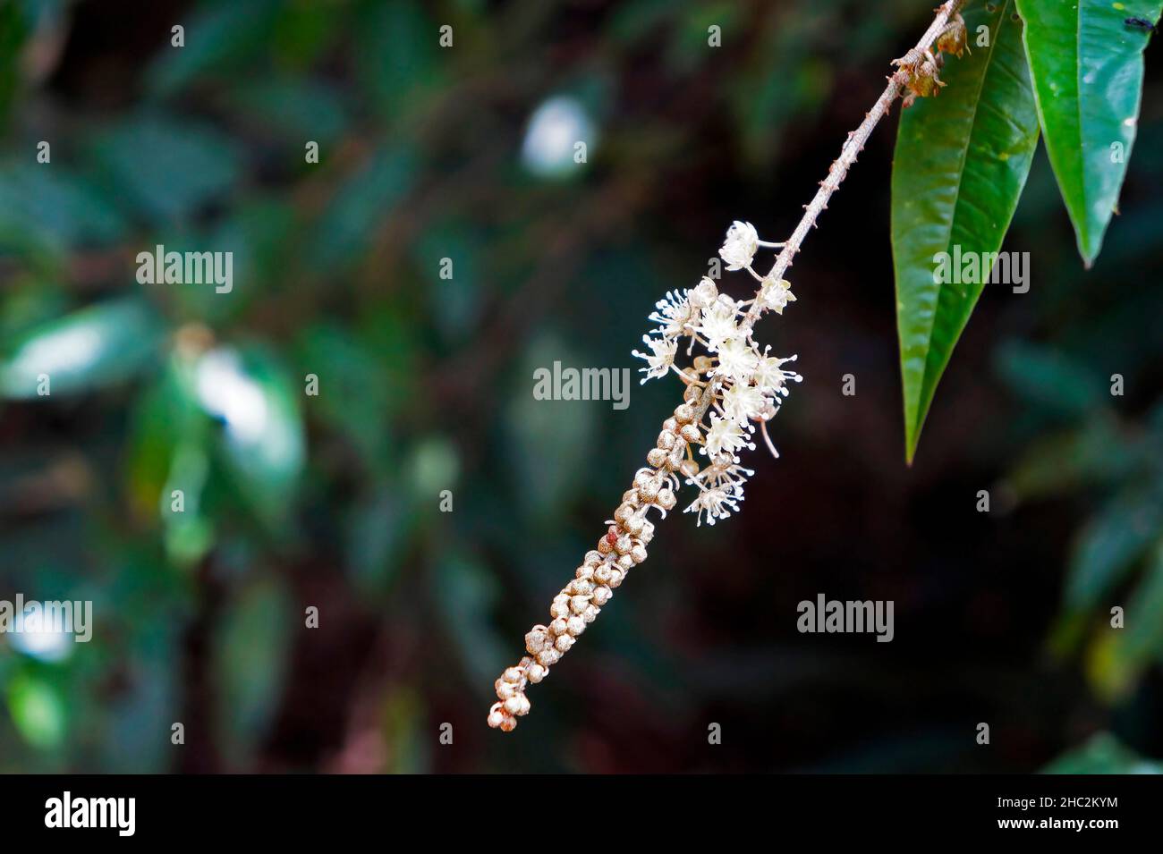 Wild white flowers hi-res stock photography and images - Alamy