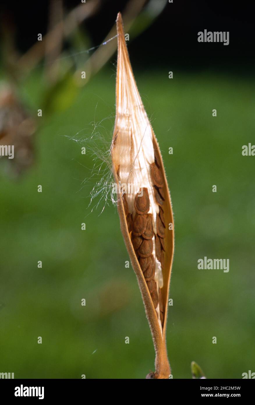 A milkweed seed pod opens to reveal the seeds attached to silky filaments inside ready to be taken away in the breeze. Stock Photo