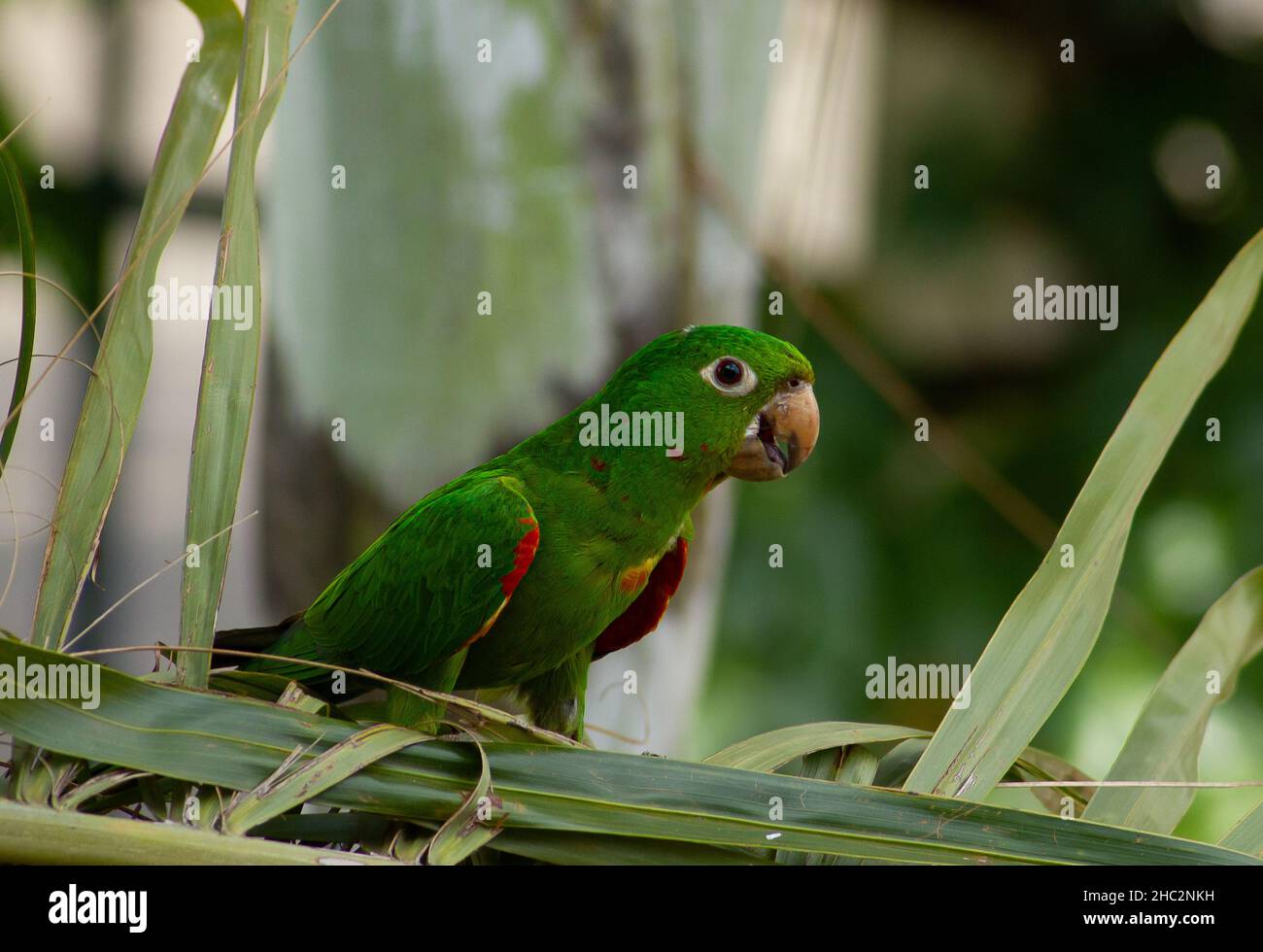 O periquitão-maracanã é uma aves brasileira. Stock Photo