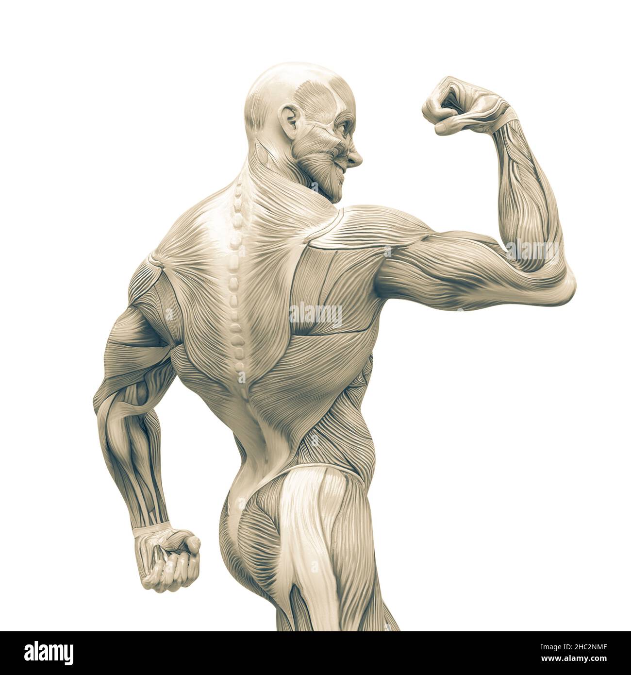 bodybuilder pose Back Double Biceps simple vector line Stock Illustration |  Adobe Stock