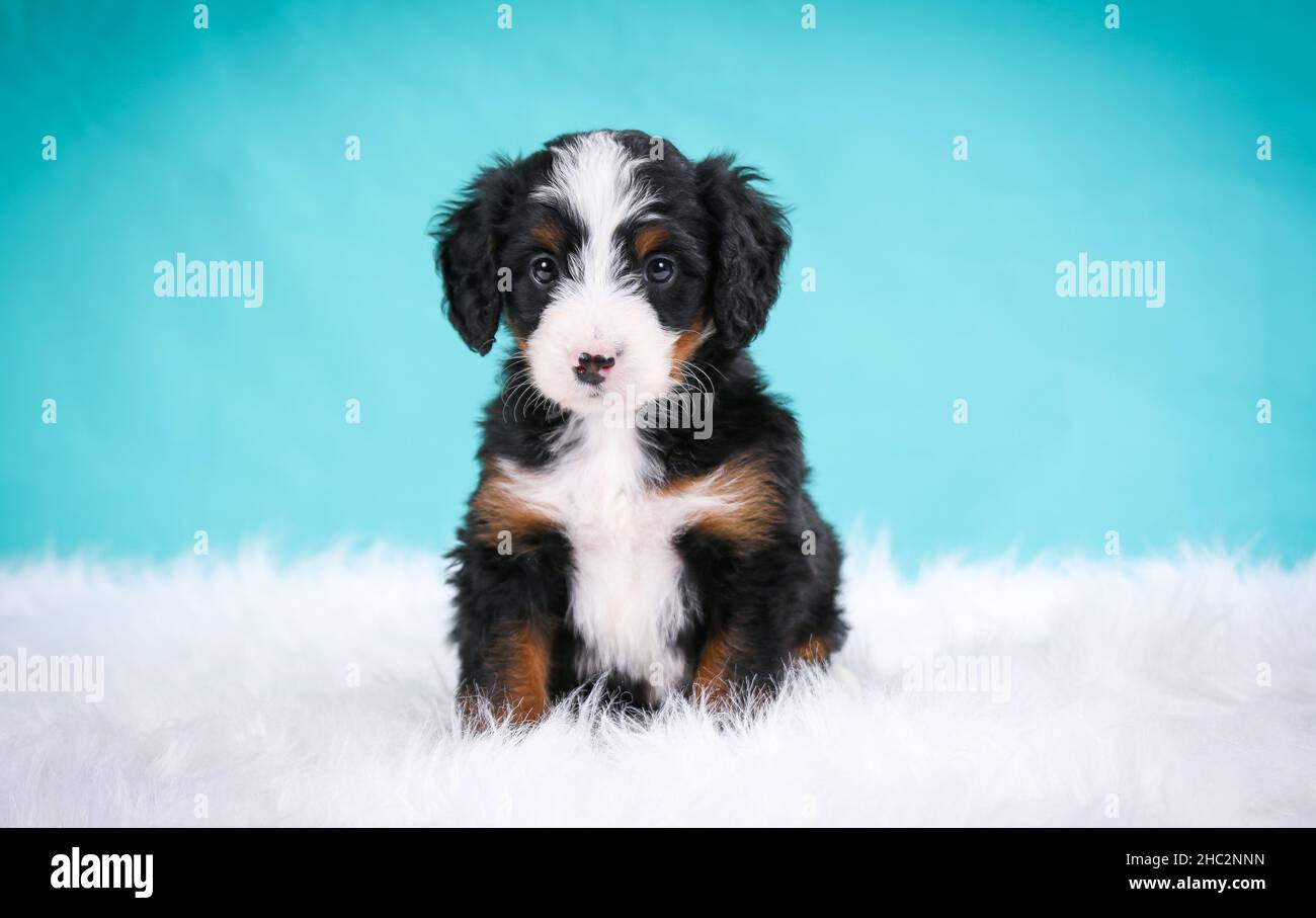Mini Bernedoodle puppy sitting in fluffy shag carpet looking at camera with teal background Stock Photo