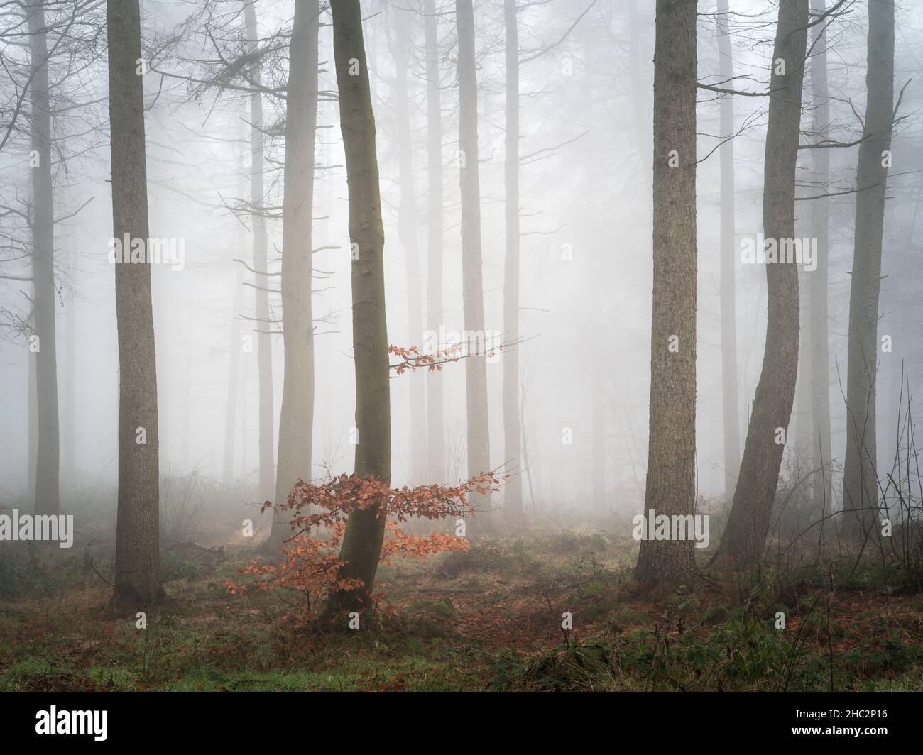 Thick fog envelopes Chevin Forest Park on a chilly December morning with the outlines of winter trees fading into the mist. Stock Photo