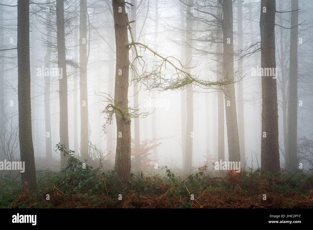 Thick fog envelopes Chevin Forest Park on a chilly December morning with the outlines of winter trees fading into the mist. Stock Photo