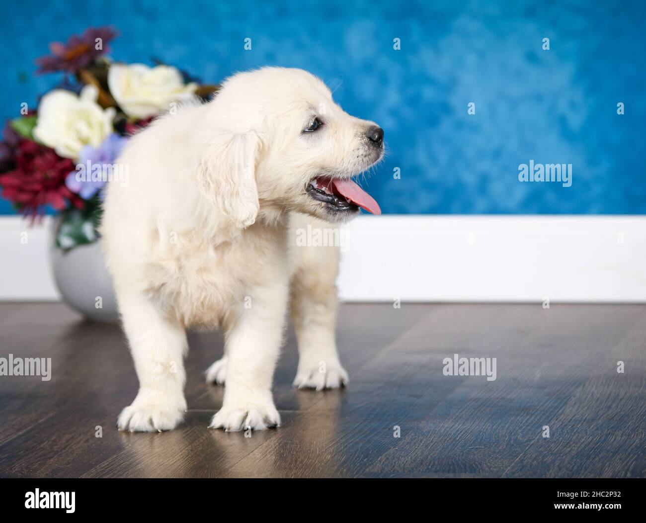 English Cream Golden Retriever puppy sticking out tongue in room with blue wall Stock Photo