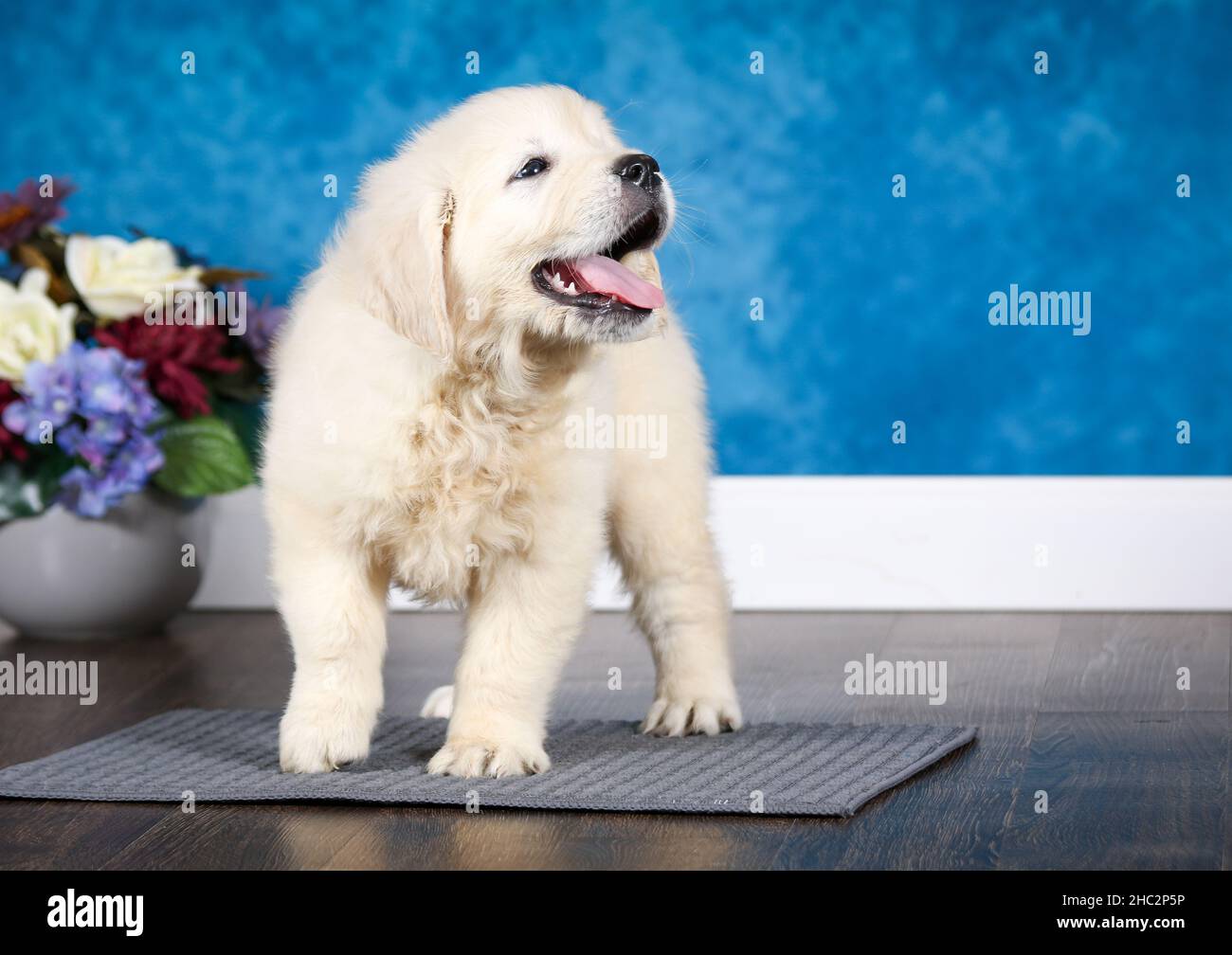 English Cream Golden Retriever puppy sticking out tongue in room with blue wall Stock Photo